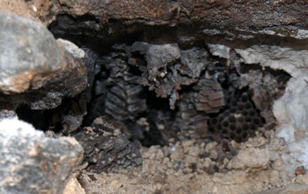 Bees Nest